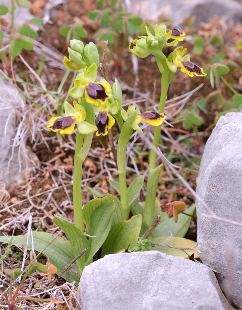 Anno nuovo, orchidee nuove: dalla Grecia con passione.